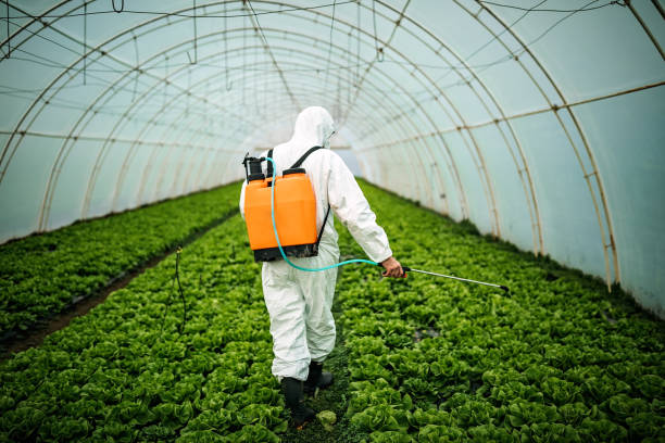 Best Pest Removal Services  in Pico Rivera, CA