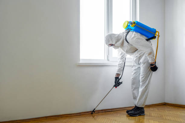 Best Rodent Control Near Me  in Pico Rivera, CA