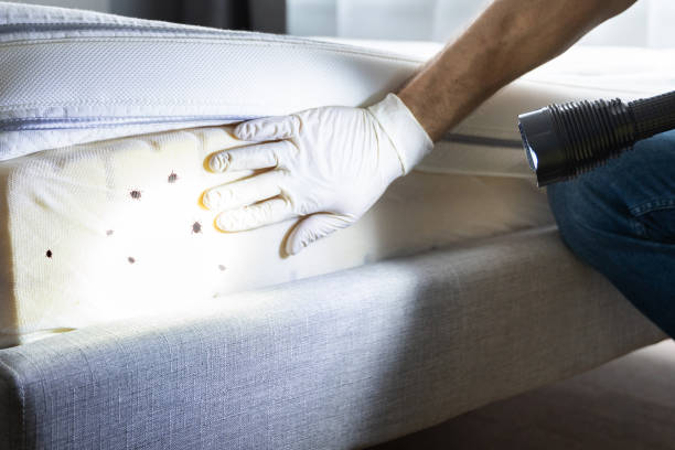 Best Pest Inspection Near Me  in Pico Rivera, CA
